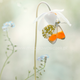 Illustration for article titled Wildlife photos that blur the line between reality and fantasy